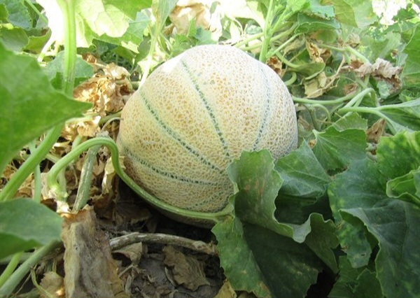 میوه‌ای تابستانه که به سلامت قلب کمک می‌کند