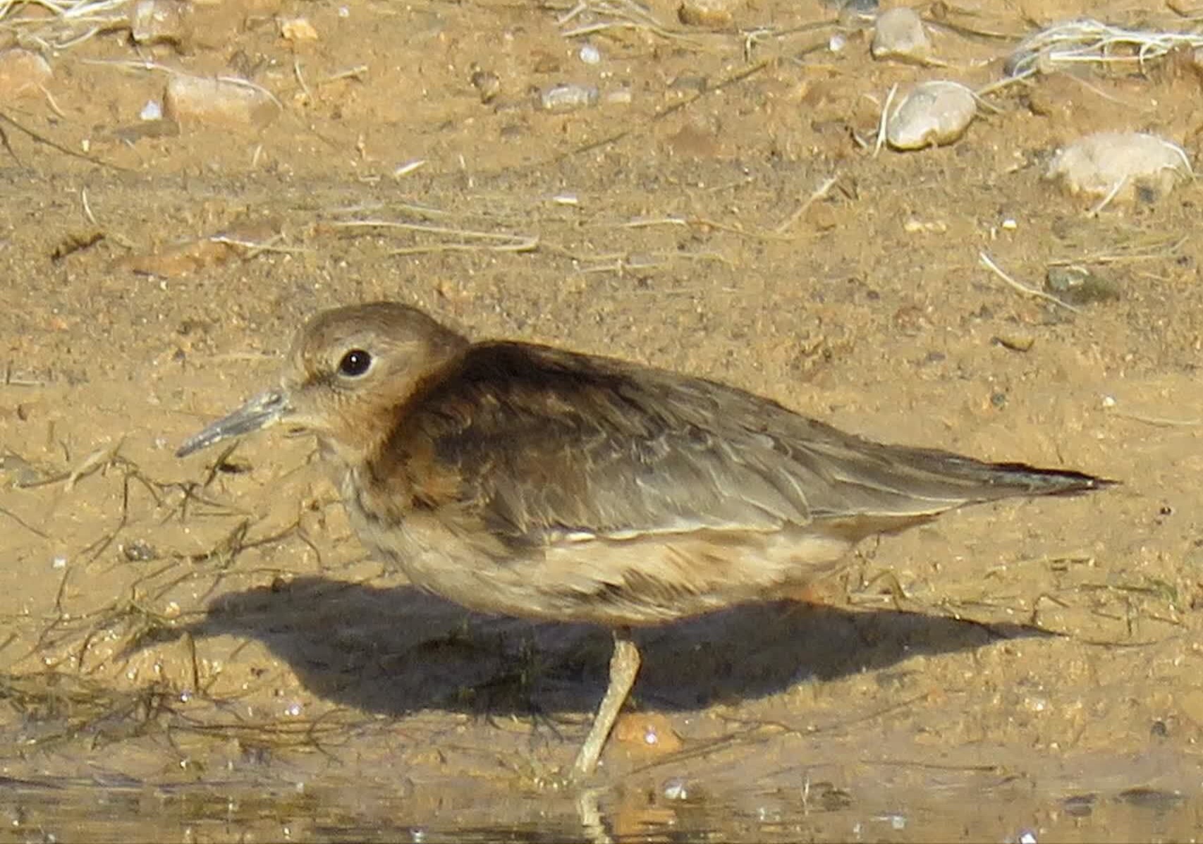 تلیله دم‌سفید برای اولین‌بار در یزد مشاهده شد