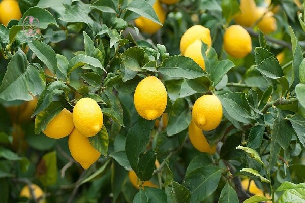 راز سلامتی در قطره‌های ترش لیمو!