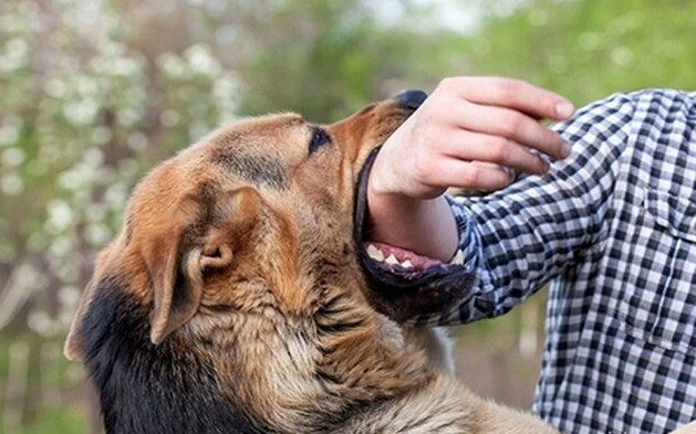 افزایش نگران‌کننده موارد حیوان‌گزیدگی در یزد