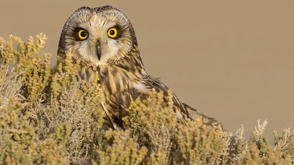 سفر جغد تالابی به کویر یزد