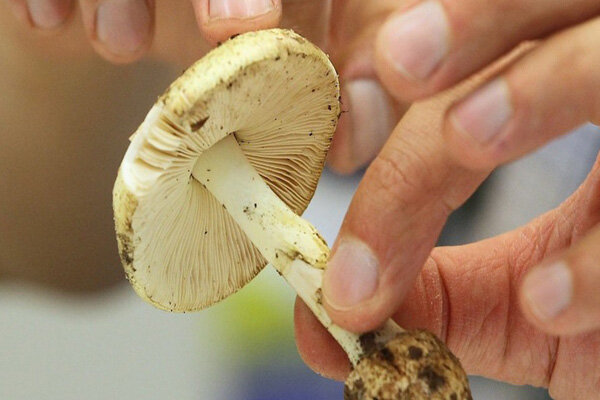 مصرف این قارچ‌ها جانتان را تهدید می‌کند!