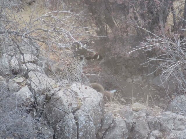 پلنگ مهمان جنگل‌های باغ شادی یزد شد