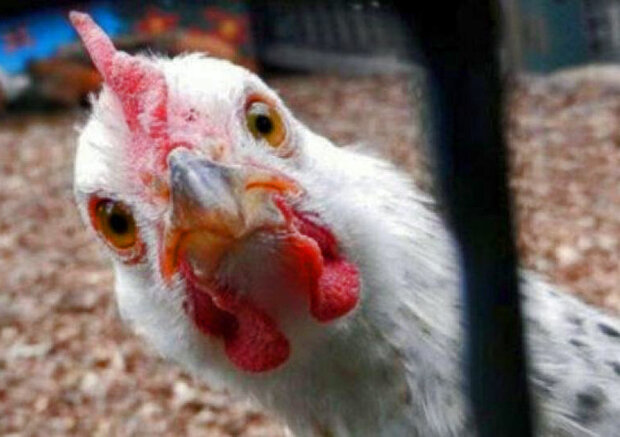 ته‌زمین آرزوها