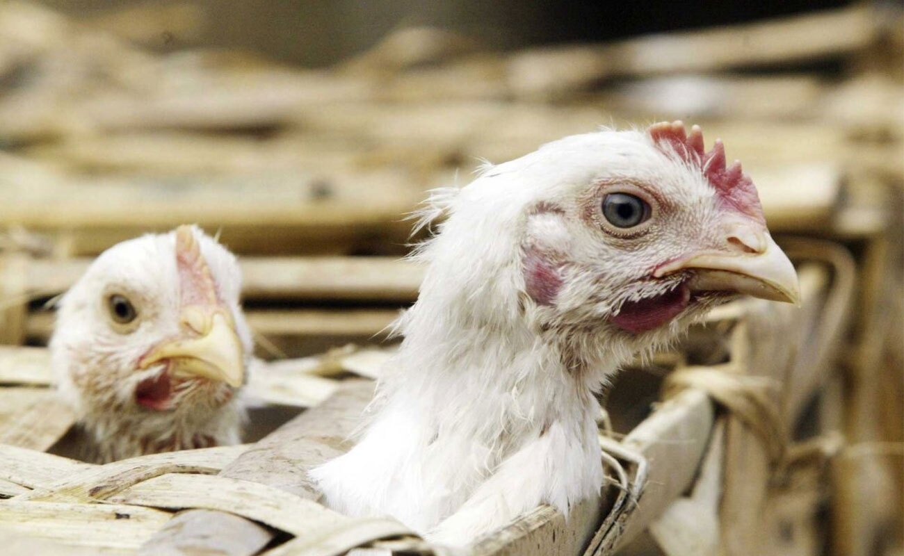 شهروندان مراقب بیماری آنفلوانزای فوق‌حاد پرندگان باشند