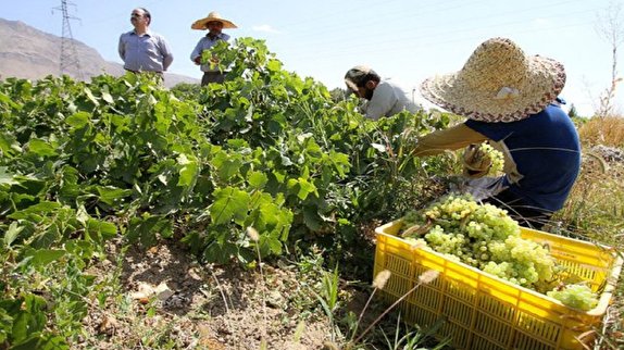 رشد پنج در صدی برداشت انگور در ابرکوه