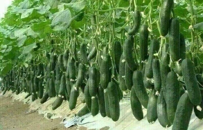 هزار و ۵۵۰ تن محصول گلخانه‌ای در ابرکوه تولید شد