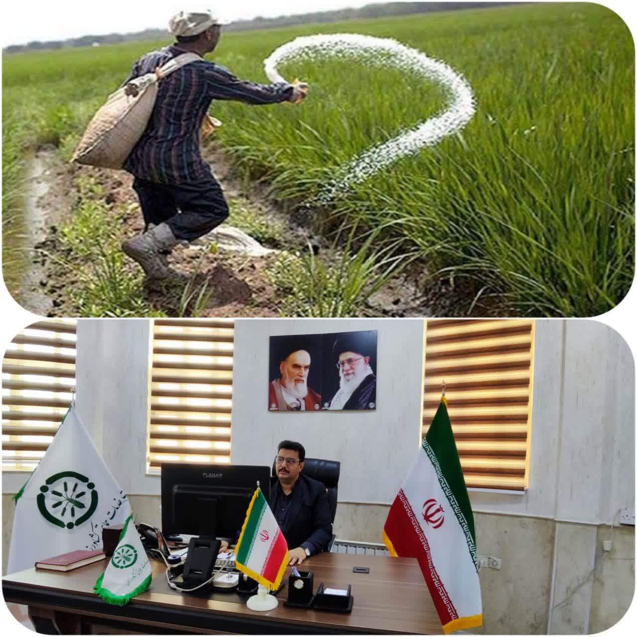 افزایش قابل توجه تولید گندم استان یزد با افزایش ۳۰ درصدی توزیع کودهای یارانه ای.