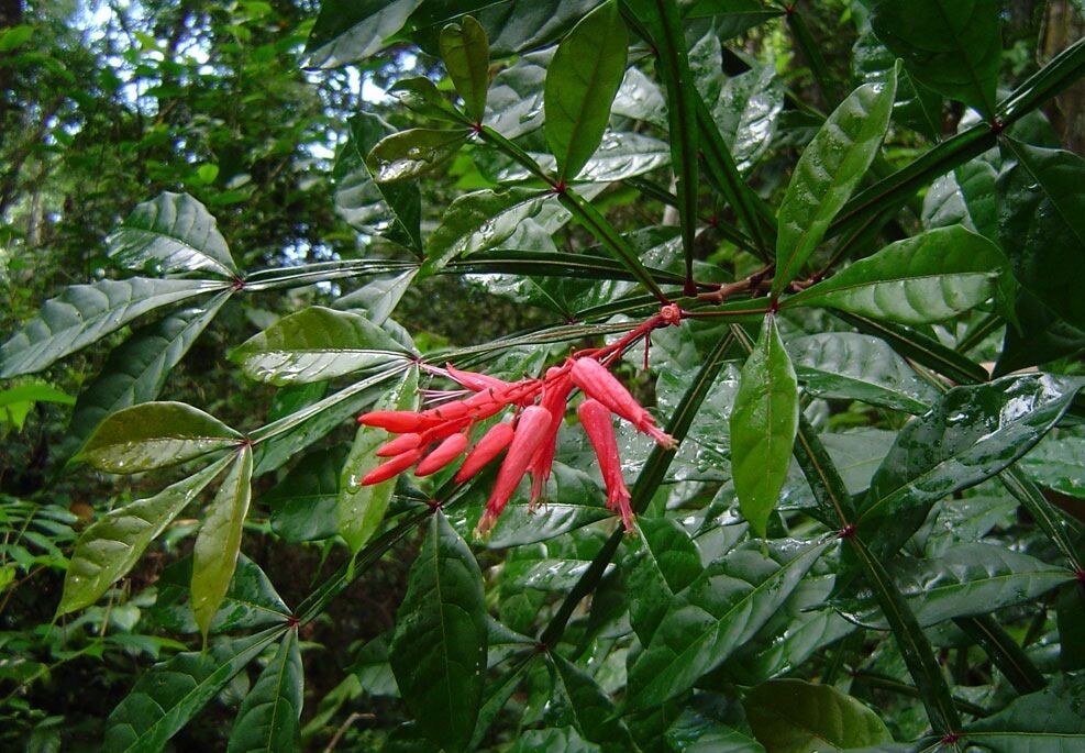 کواسیا آمارا ؛ تلخ ترین ماده شیمیایی طبیعی جهان که حشرات هم از آن فراری هستند