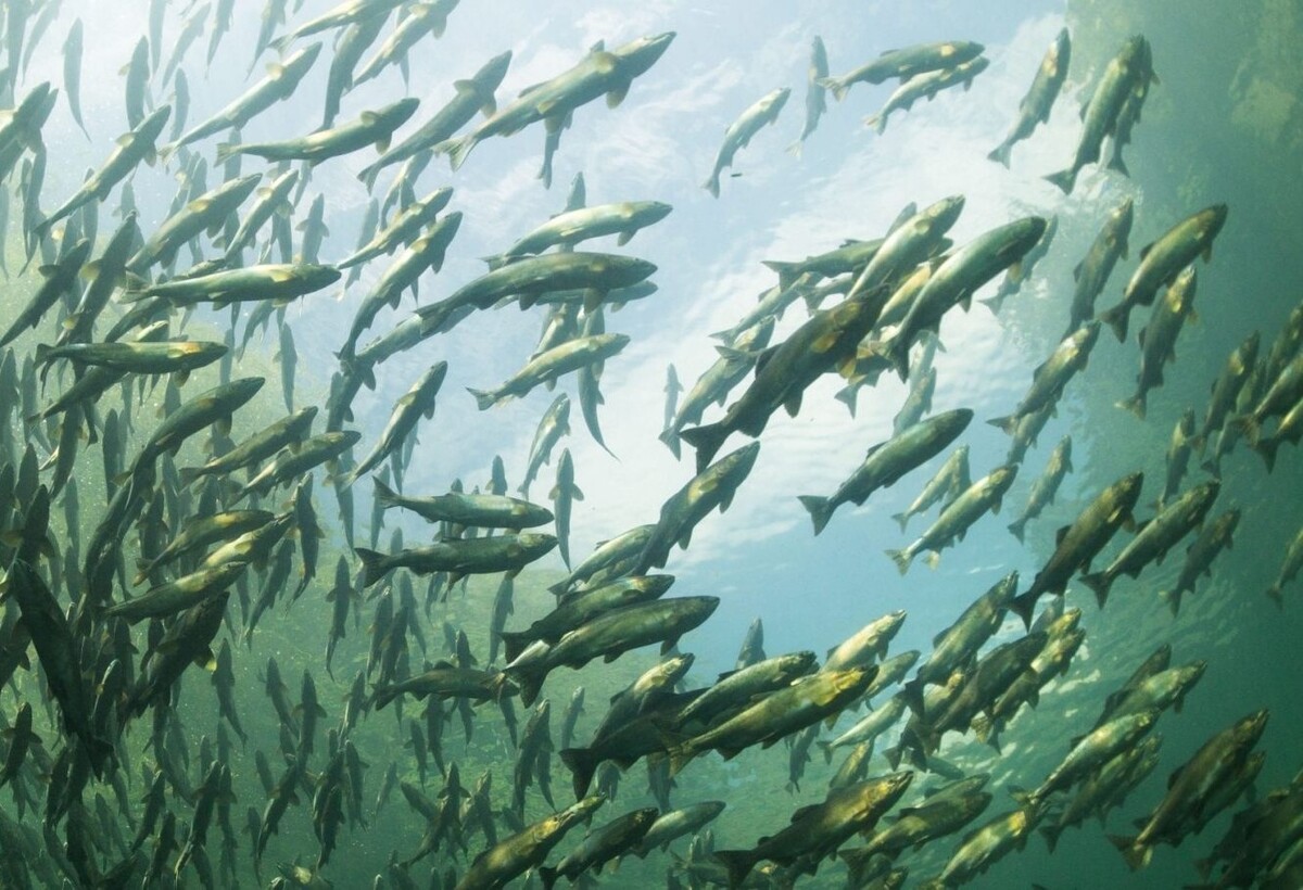 فرار ۲۷ هزار سالمون از مزرعه پرورشی در نروژ؛ برای تحویل هر ماهی فراری ۵۰۰ کرون پاداش داده می‌شود