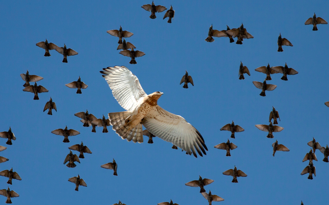 فیلم| لحظه نفس‌گیر حمله شاهین به دسته بزرگی از سارها