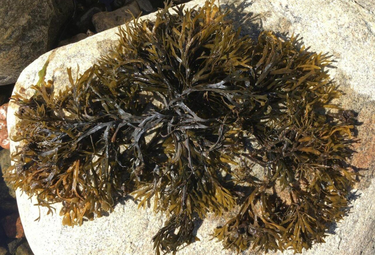 کشف بزرگ‌ترین کلون جهان در دریای بالتیک