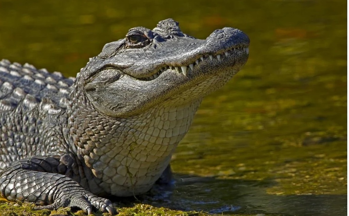 فیلم| تمساح سرگردان با حوله و بالش به دام افتاد