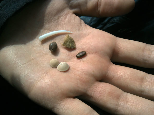 خرافات بلای جان حیات وحش/ «مهره مار» وجود خارجی ندارد