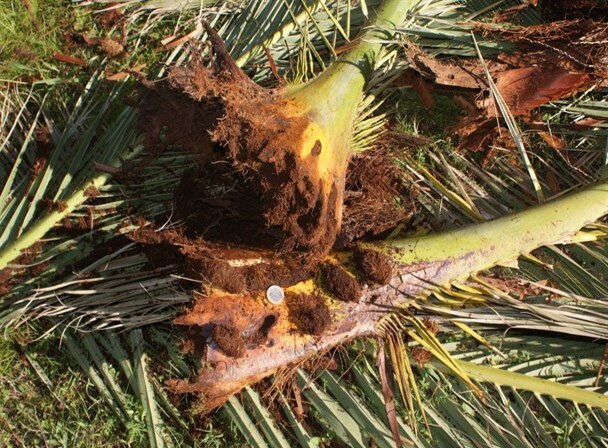 سوسک سرخرطومی ضررهای زیادی به شرق استان کرمان وارد کرده است