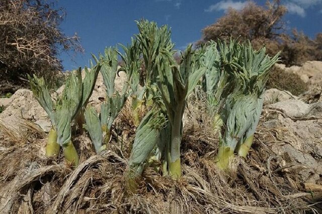 انقراض در کمین گیاه کمیاب «کمای بیابانی» در بافق