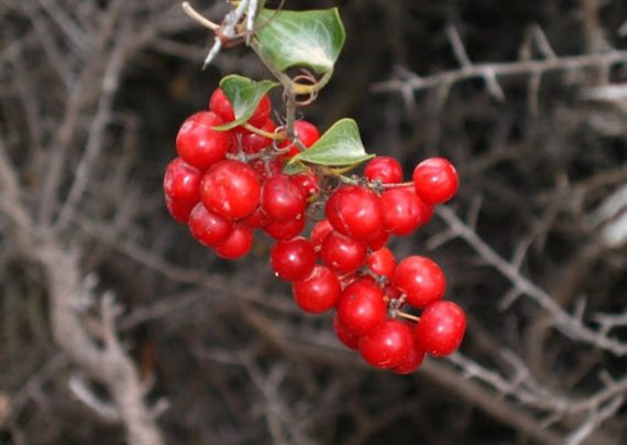 گیاه دارویی صاف کننده خون