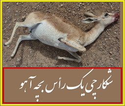 ده میلیون تومان جریمه  در قبال صید آهوی 30 میلیون ریالی در تفت