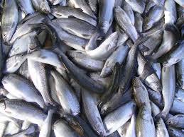 توقيف 3 تن ماهي "قزل آلا" فاقدمجوز بهداشتي در ابرکوه