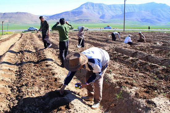 آغاز برداشت مجدی (طالبی) در ابرکوه