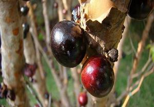 انگور برزیلی ضد سرطان+ تصاویر انگور برزیلی ضد سرطان+ تصاویر