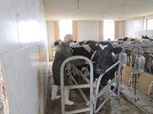 پایان طرح واکسیناسیون رایگان تب مالت وآغاز واکسیناسیون رایگان تب برفکی در شهرستان ابرکوه پایان طرح واکسیناسیون رایگان تب مالت وآغاز واکسیناسیون رایگان تب برفکی در شهرستان ابرکوه