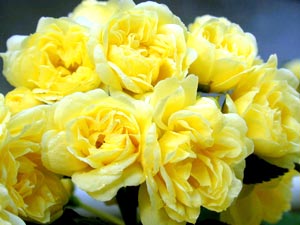 معرفی گل و گیاه:آبشار طلائی معرفی گل و گیاه:آبشار طلائی