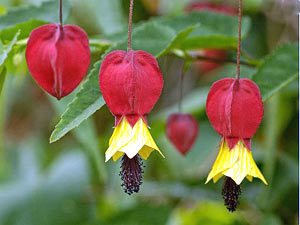 معرفی گل و گیاه:آبوتیلون معرفی گل و گیاه:آبوتیلون