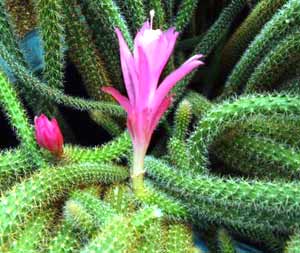 معرفی گل و گیاه:آپور و كاكتوس معرفی گل و گیاه:آپور و كاكتوس