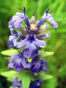 معرفی گل و گیاه:آجوگا (لبدیسی رونده) معرفی گل و گیاه:آجوگا (لبدیسی رونده)