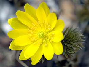 معرفی گل و گیاه:آدونیس معرفی گل و گیاه:آدونیس