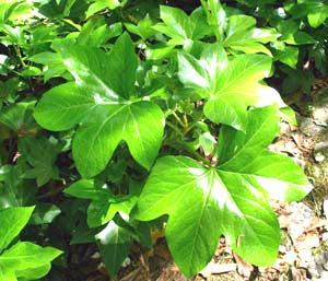 معرفی گل و گیاه:آرالیای پابلند- Araliaceae معرفی گل و گیاه:آرالیای پابلند- Araliaceae