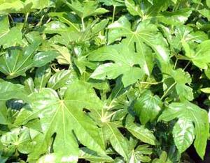 معرفی گل و گیاه:آرالیای ژاپنی-Fatsia japonica معرفی گل و گیاه:آرالیای ژاپنی-Fatsia japonica