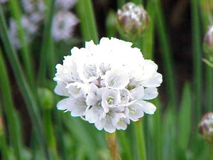 معرفی گل و گیاه:آرمریای سفید- Armeria pseudarmeria معرفی گل و گیاه:آرمریای سفید- Armeria pseudarmeria