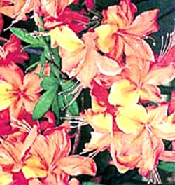 معرفی گل و گیاه:آزالیای نارنجی-Rhododndron Red shank معرفی گل و گیاه:آزالیای نارنجی-Rhododndron Red shank