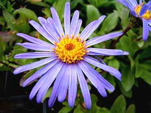 معرفی گل و گیاه:آستر-Aster amellus Mauve Beauty معرفی گل و گیاه:آستر-Aster amellus Mauve Beauty