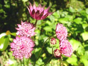 معرفی گل و گیاه:آسترانتیا (ستاره گون)-Astrantia major Hadspen blood معرفی گل و گیاه:آسترانتیا (ستاره گون)-Astrantia major Hadspen blood