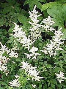 معرفی گل و گیاه:آستیلب-Astilbe Irrlicht معرفی گل و گیاه:آستیلب-Astilbe Irrlicht