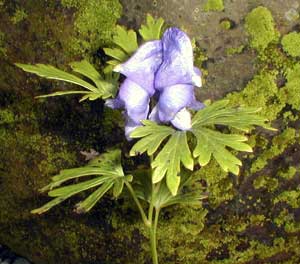معرفی گل و گیاه:آقونیطون-Aconitum carmichaelii معرفی گل و گیاه:آقونیطون-Aconitum carmichaelii
