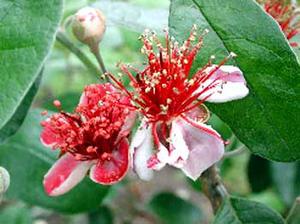 معرفی گل و گیاه:آكا (فیجوآ)-Acca Sellowiana معرفی گل و گیاه:آكا (فیجوآ)-Acca Sellowiana