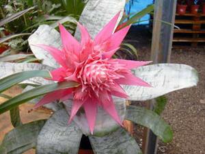 معرفی گل و گیاه:آكمئا -Aechmea Fasciata معرفی گل و گیاه:آكمئا -Aechmea Fasciata