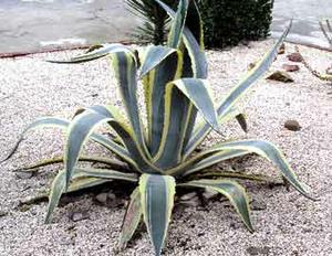 معرفی گل و گیاه:آگاو-Agave americana معرفی گل و گیاه:آگاو-Agave americana