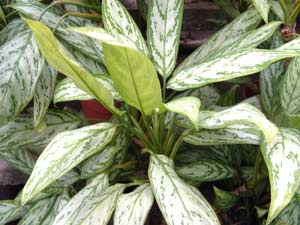 معرفی گل و گیاه:آگلونم-اAglaonema treubi معرفی گل و گیاه:آگلونم-اAglaonema treubi