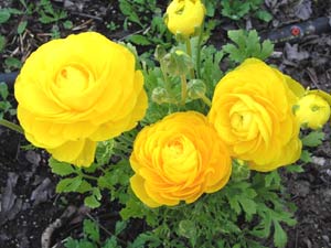 معرفی گل و گیاه:آلاله- Ranunculus معرفی گل و گیاه:آلاله- Ranunculus