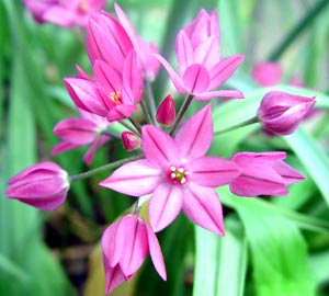 معرفی گل و گیاه:آلبوم گل درشت (پیاز بینالنهرین) Allium oreophilum معرفی گل و گیاه:آلبوم گل درشت (پیاز بینالنهرین) Allium oreophilum