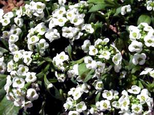 معرفی گل و گیاه:آلیسوم-Alyssum maritimum معرفی گل و گیاه:آلیسوم-Alyssum maritimum