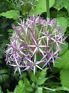 معرفی گل و گیاه:آلیوم-Allium Christophii معرفی گل و گیاه:آلیوم-Allium Christophii