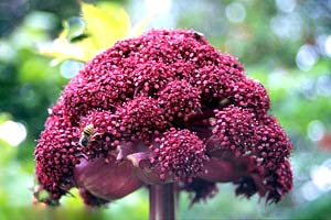 معرفی گل و گیاه:آنجلیکا- Angelica gigas معرفی گل و گیاه:آنجلیکا- Angelica gigas