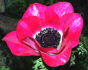 معرفی گل و گیاه: آنمون قرمز -Anemone x Fulgens معرفی گل و گیاه: آنمون قرمز -Anemone x Fulgens