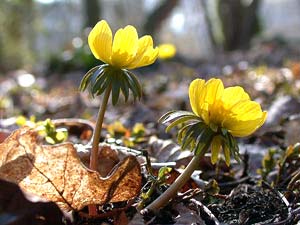 معرفی گل و گیاه: ارانتیس: Eranthis hyemalis معرفی گل و گیاه: ارانتیس: Eranthis hyemalis